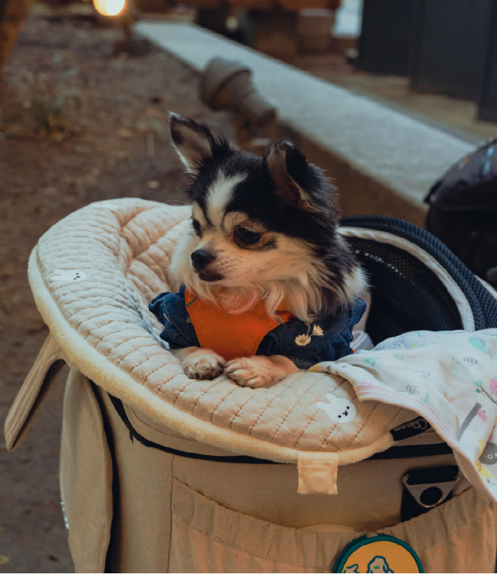 Pet Bag